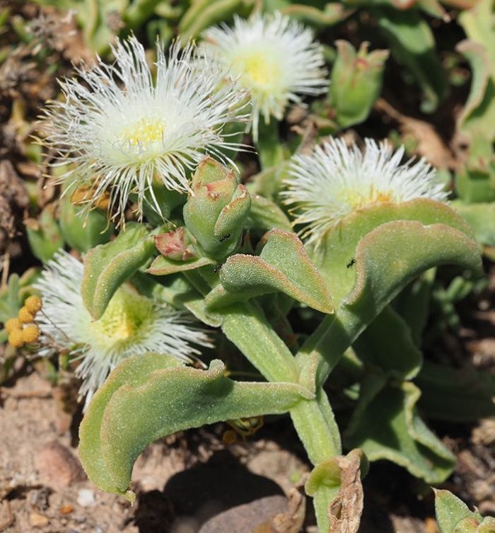 Mesembryanthemum crystallinum PlantZAfrica